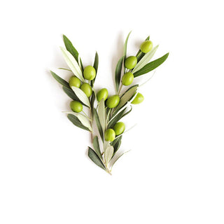 bulk olive oil extra virgin