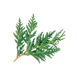 cedar leaf oil