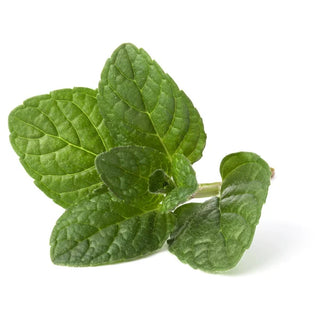 balm mint bush essential oil