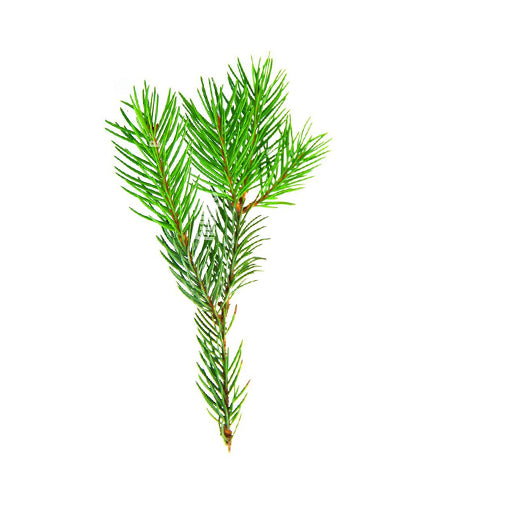 balsam fir essential oil