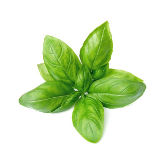 basil essential oil