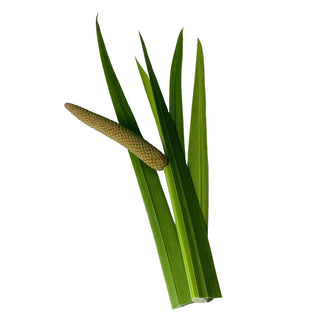 Best Calamus Essential Oil