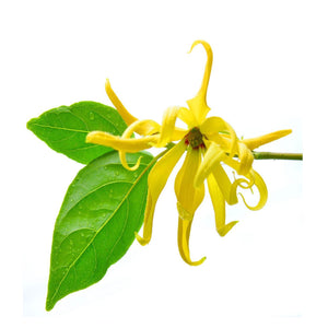 Best Cananga Essential Oil