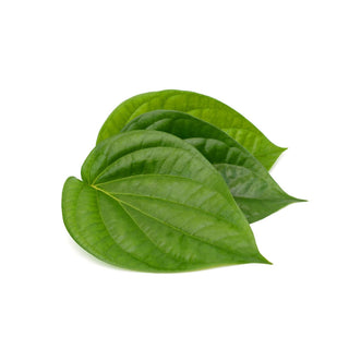 betel leaf essential oil