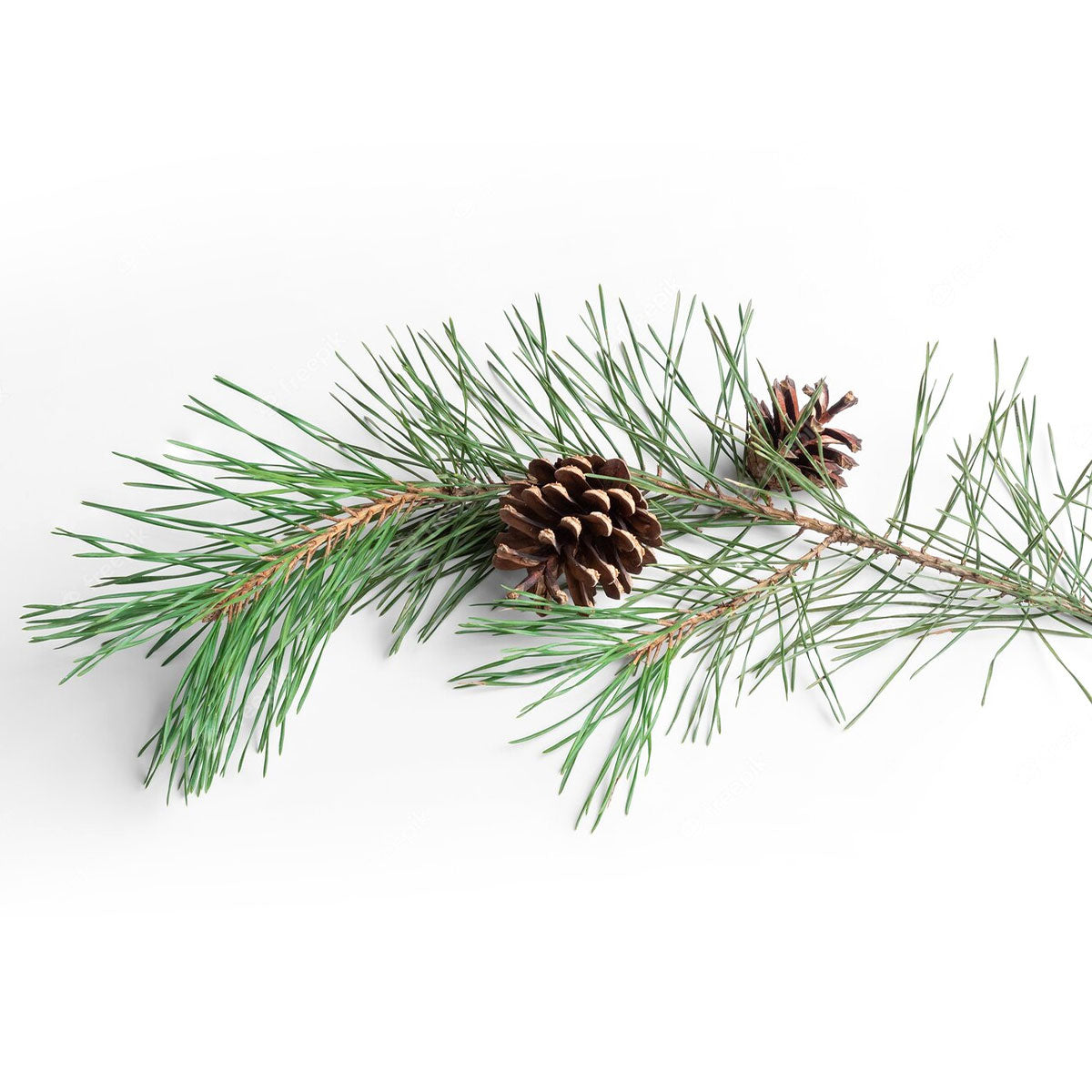 black spruce essential oil