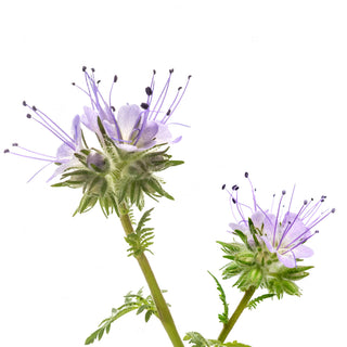 blue tansy essential oil