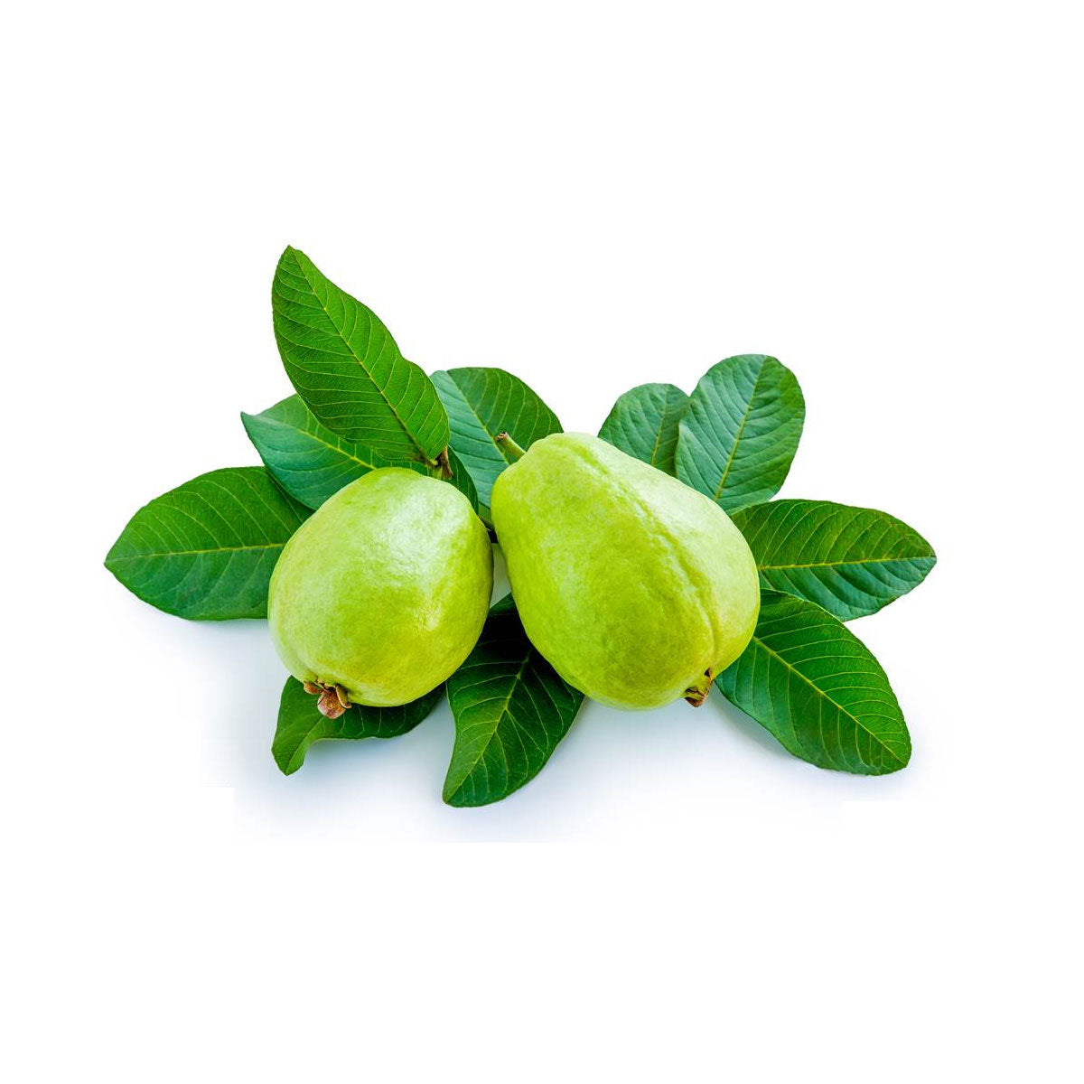 Buy Guava Leaf Essential Oil