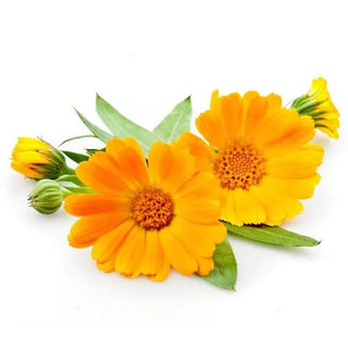 calendula oil