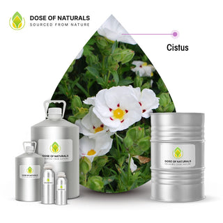 cistus essential oil