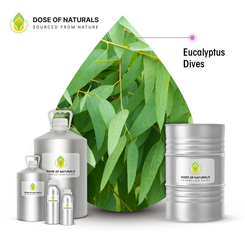 eucalyptus dives essential oil