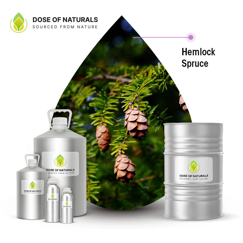 Hemlock Spruce Essential Oil