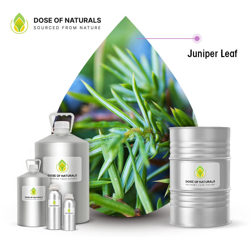 Juniper Leaf Essential Oil