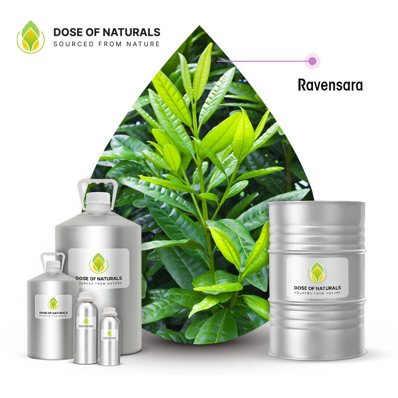 Ravensara Essential Oil