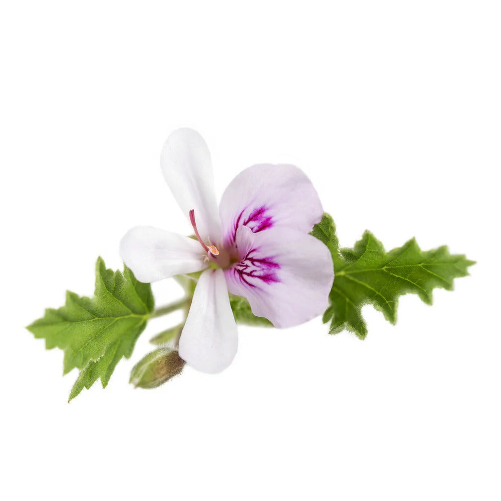 rose geranium essential oil