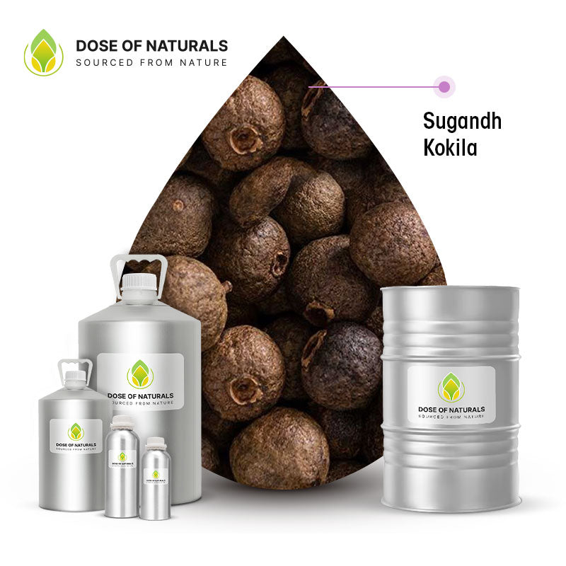 Sugandh Kokila Essential Oil