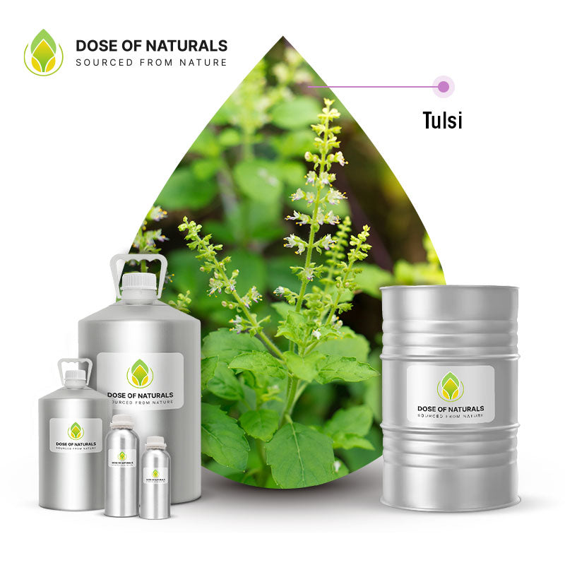 Tulsi (Holy Basil) Essential Oil