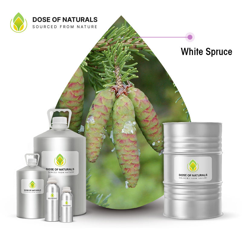 White Spruce Essential Oil