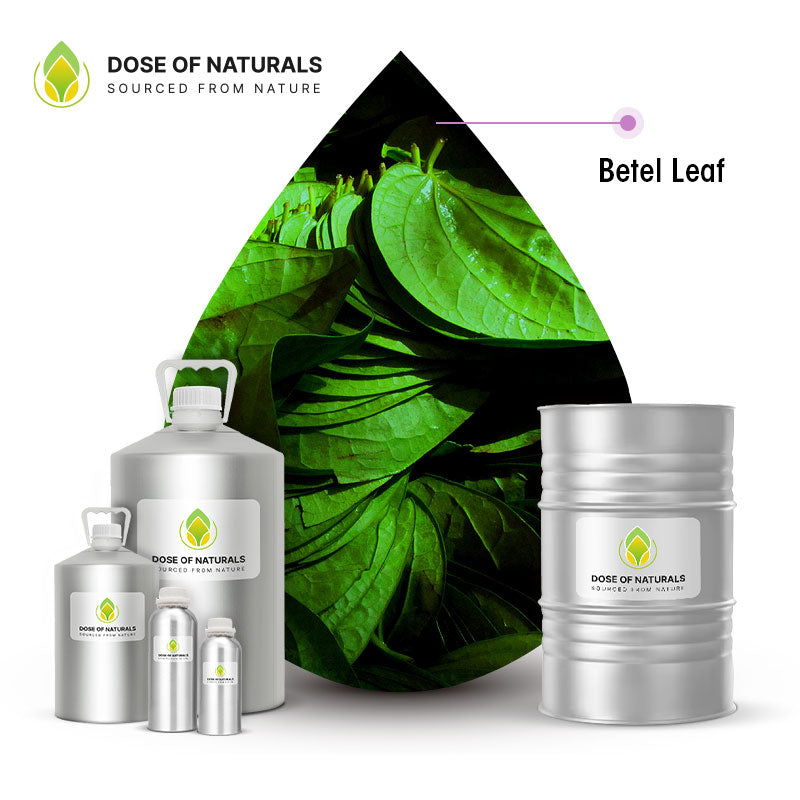 betel leaf essential oil