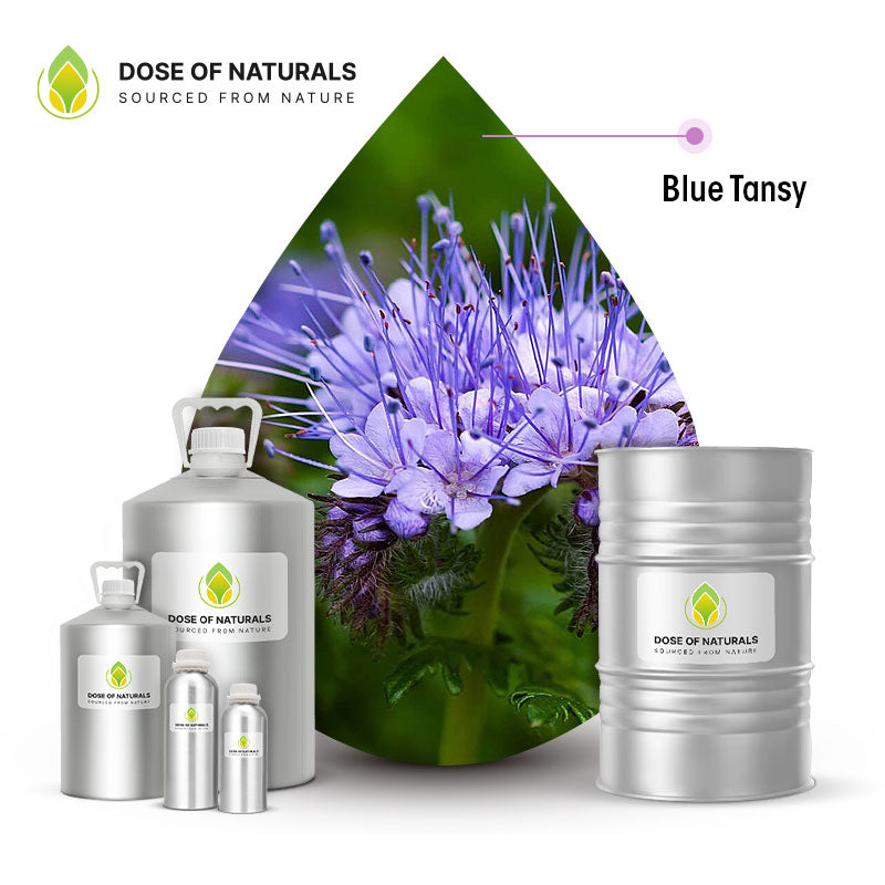 blue tansy essential oil