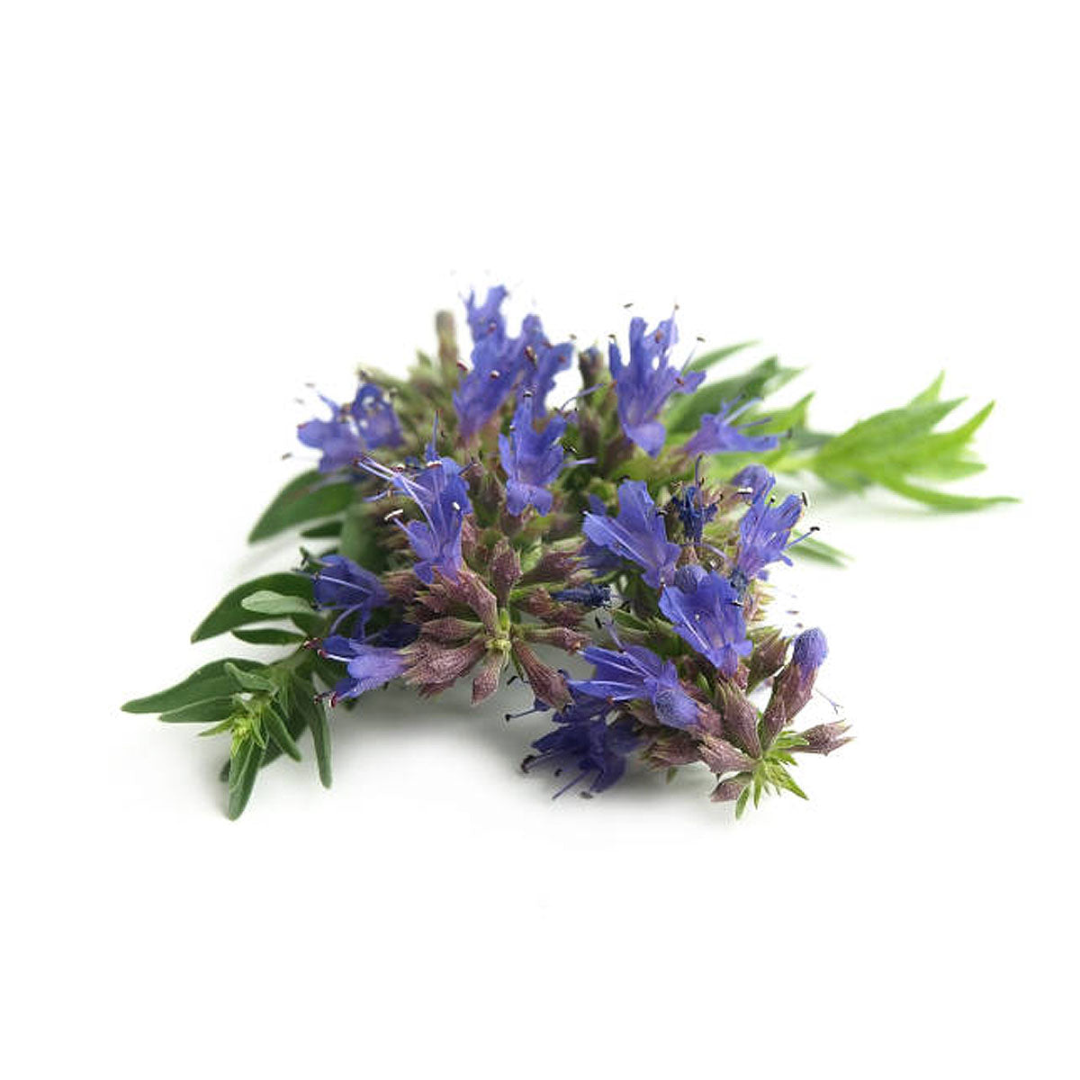 bulk hyssop essential oil