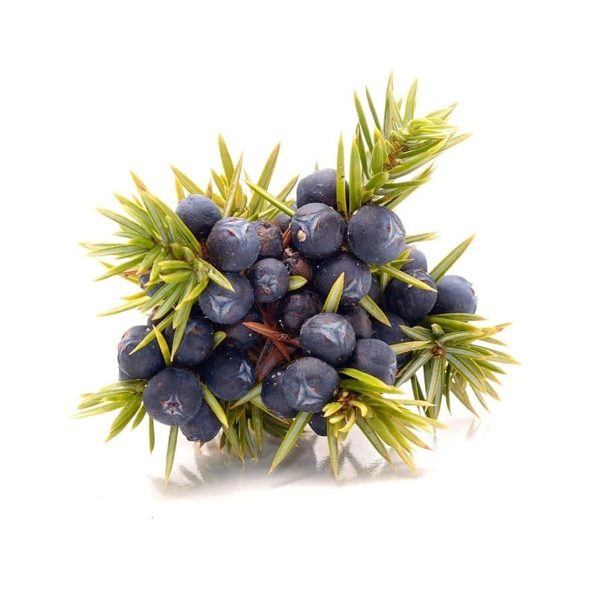 bulk juniper berry oil