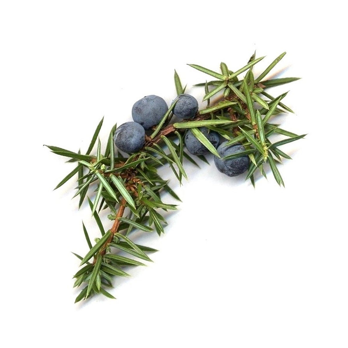 bulk juniper leaf essential oil
