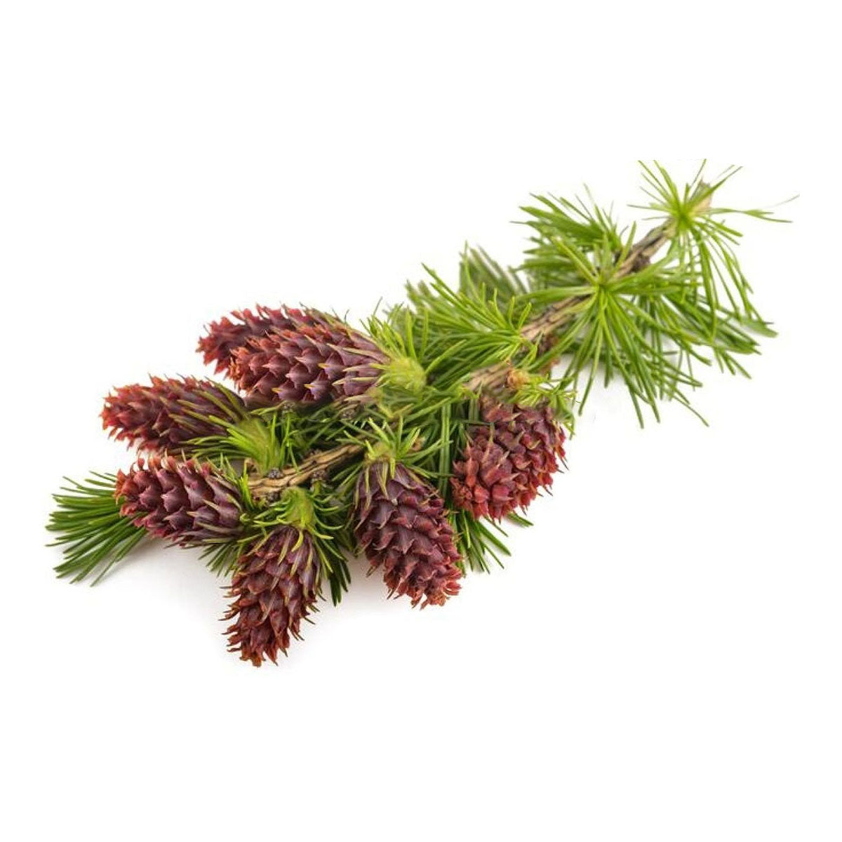 bulk larch tamarack essential oil
