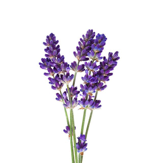bulk lavandin essential oil