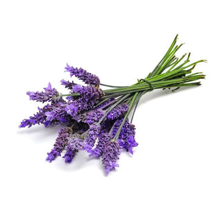 bulk lavender essential oil 40 42