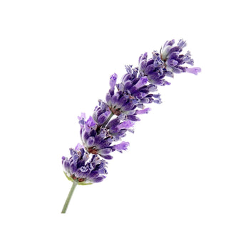 bulk lavender spike oil