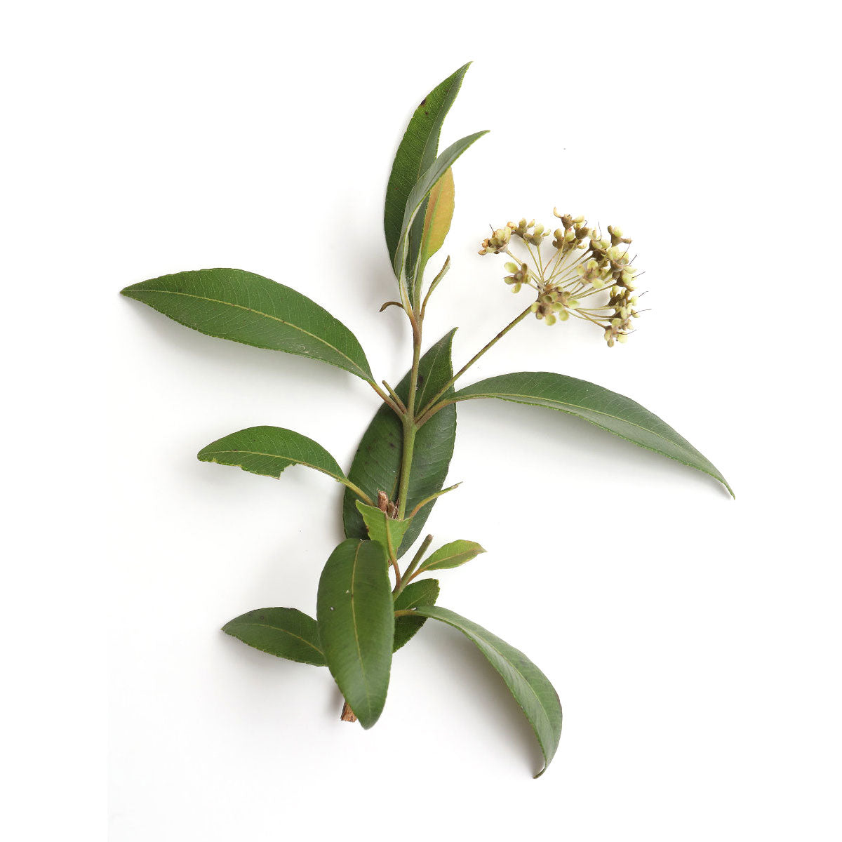 bulk lemon myrtle essential oil