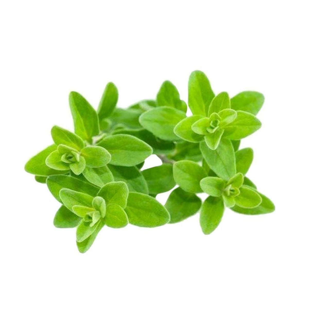 bulk marjoram sweet essential oil