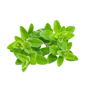 bulk marjoram sweet essential oil
