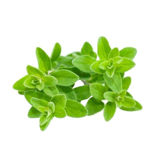 bulk marjoram sweet essential oil
