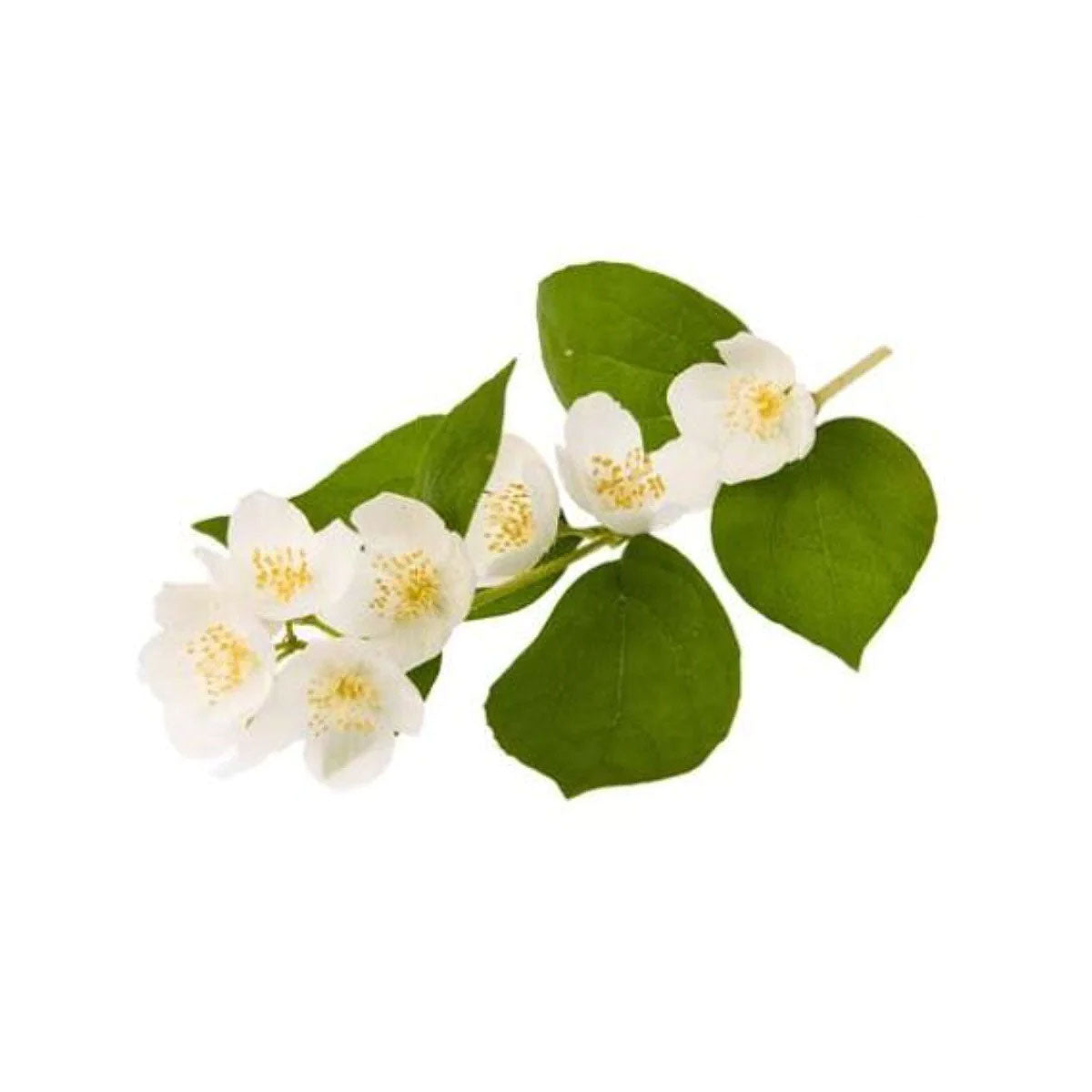 bulk may chang essential oil
