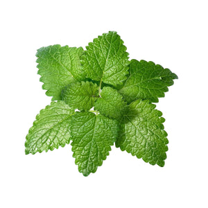 bulk melissa lemon balm essential oil