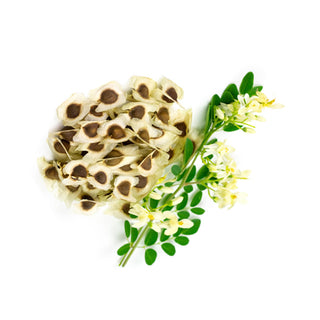 bulk moringa seed oil