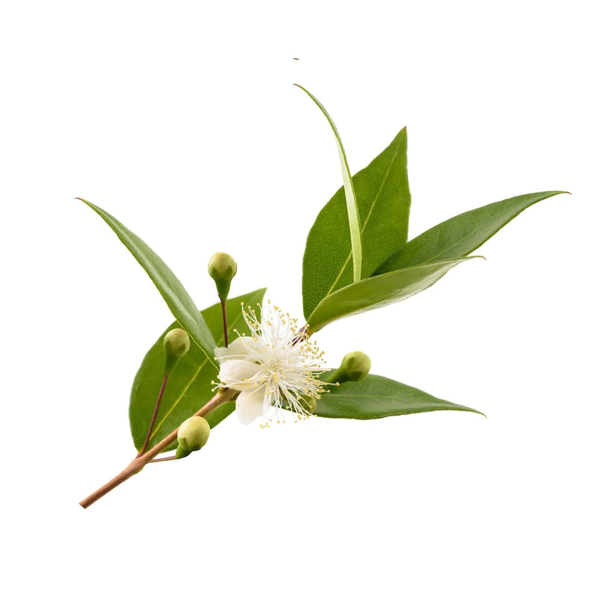 bulk myrtle essential oil