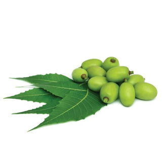 bulk neem oil