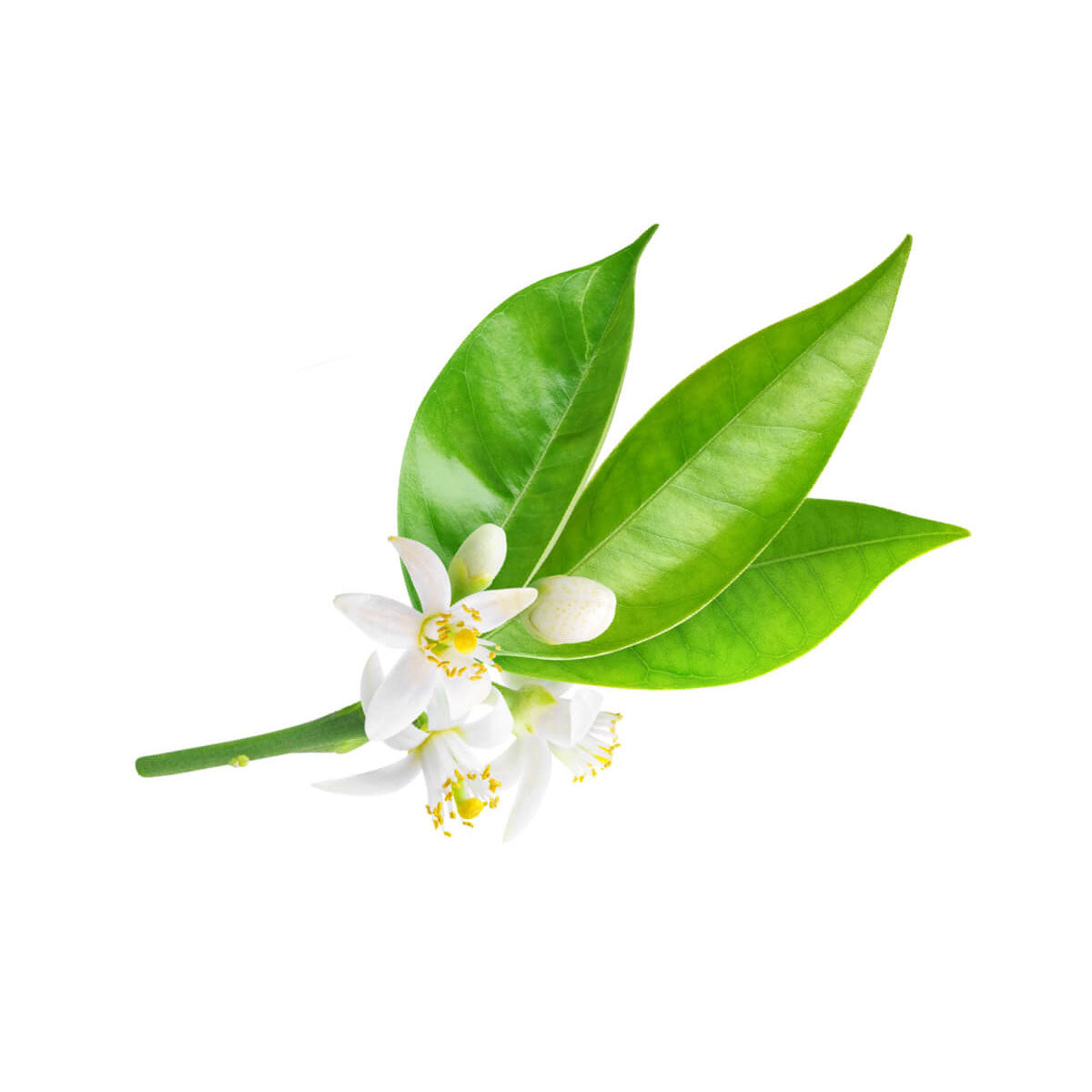 bulk neroli essential oil