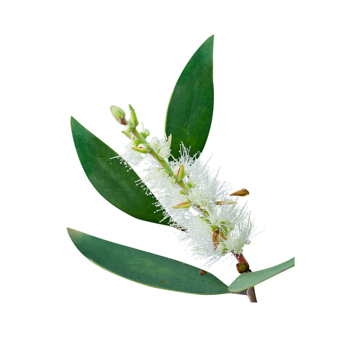 bulk niaouli essential oil