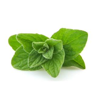 bulk oregano essential oil