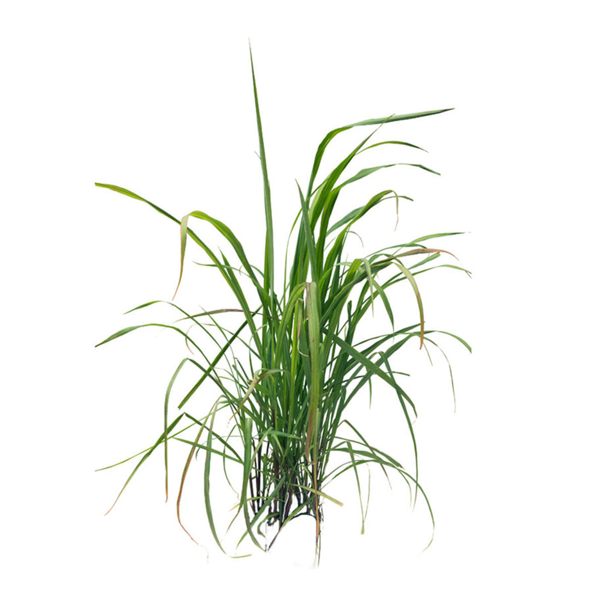 bulk palmarosa essential oil