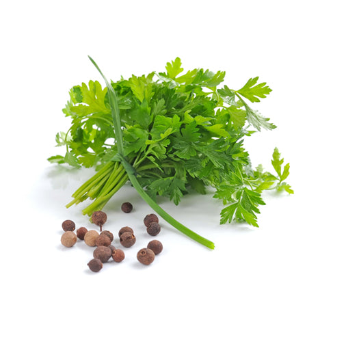 bulk parsley seed oil