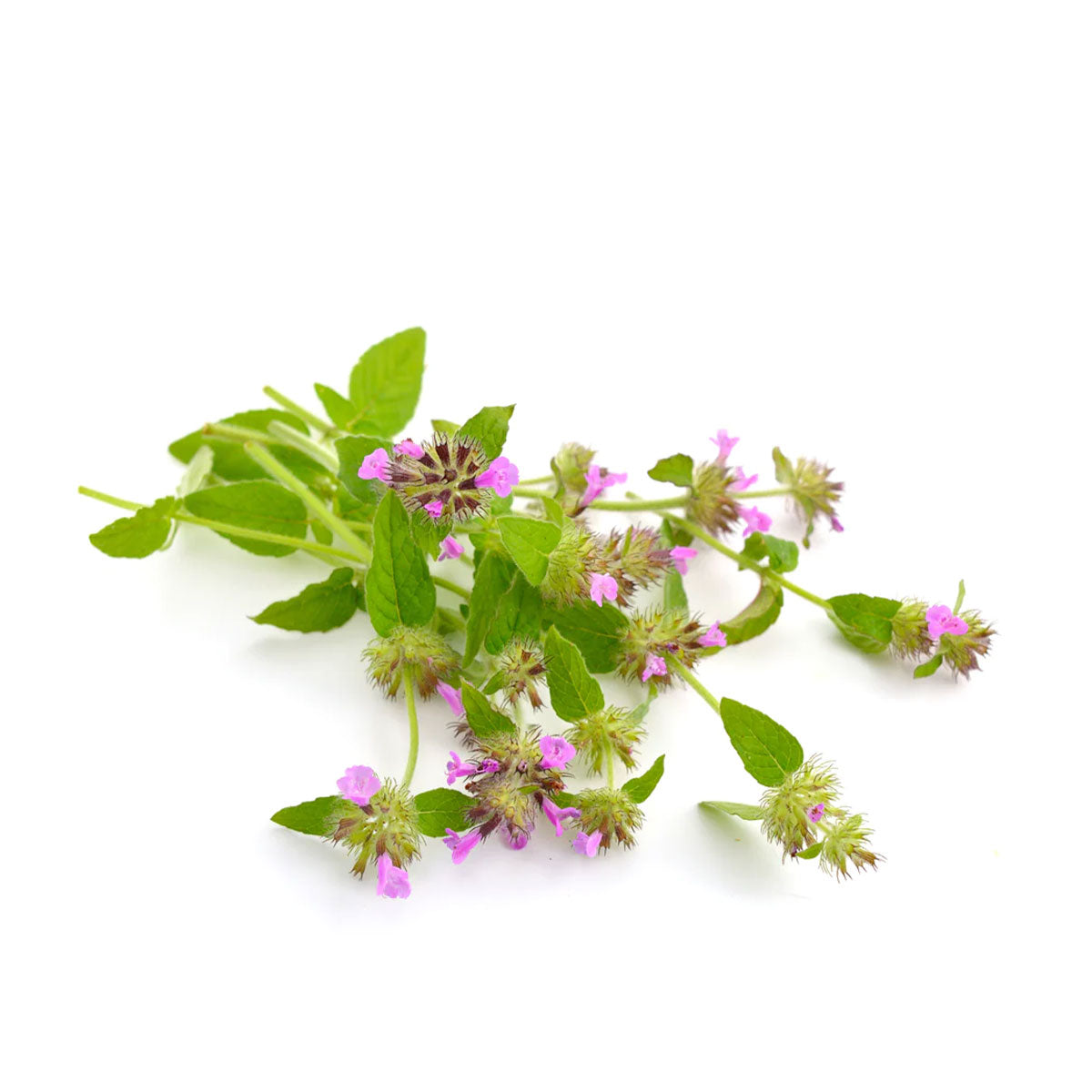 bulk pennyroyal essential oil