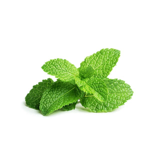 bulk peppermint essential oil