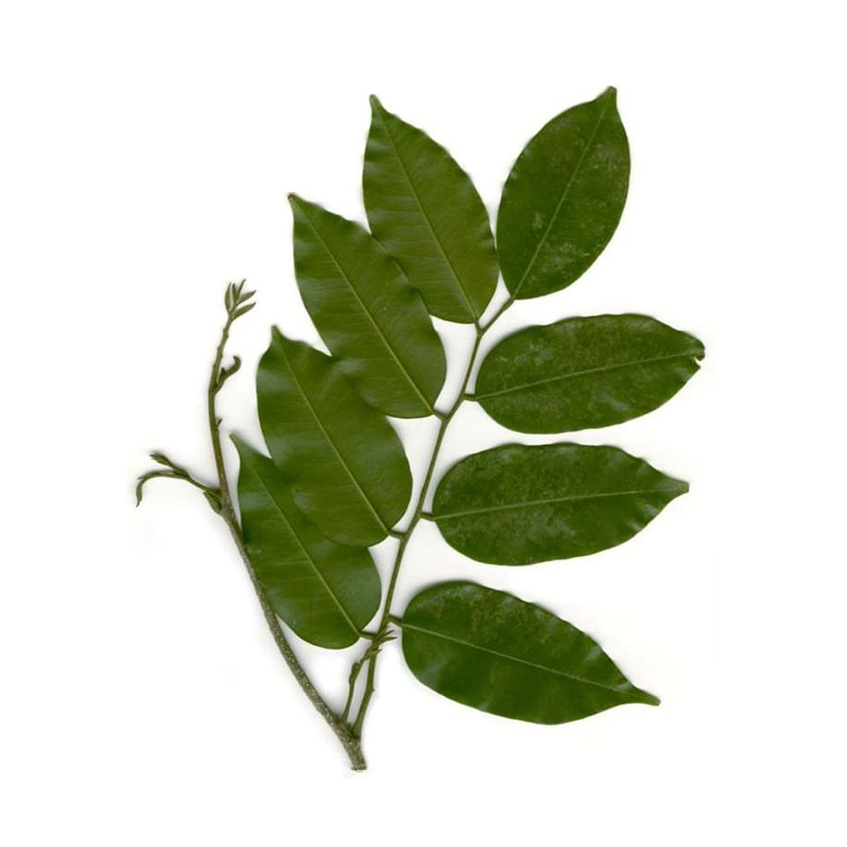 bulk peru balsam oil