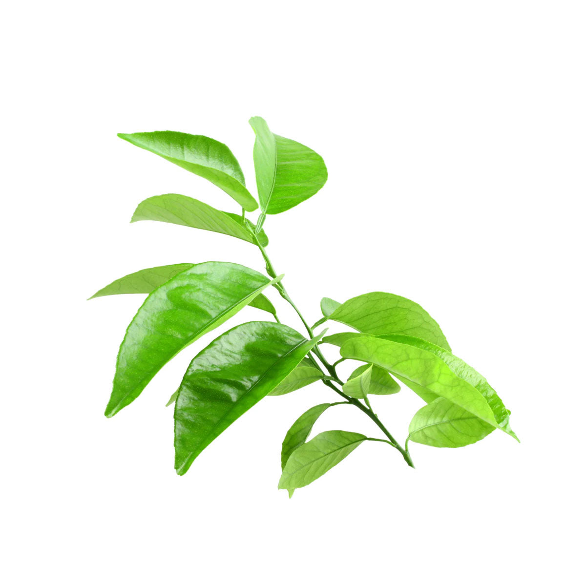 bulk petitgrain essential oil