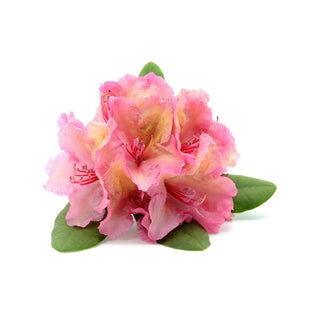 bulk rhododendron essential oil