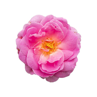 bulk rose otto essential oil